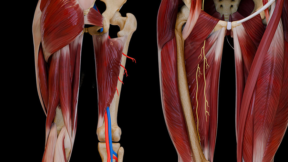 Medial Thigh